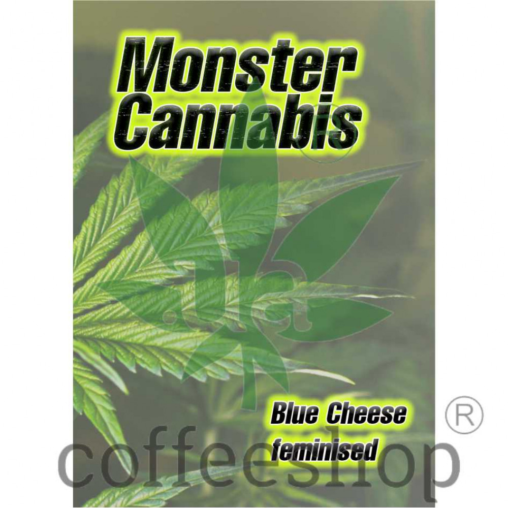 Blue Cheese feminised